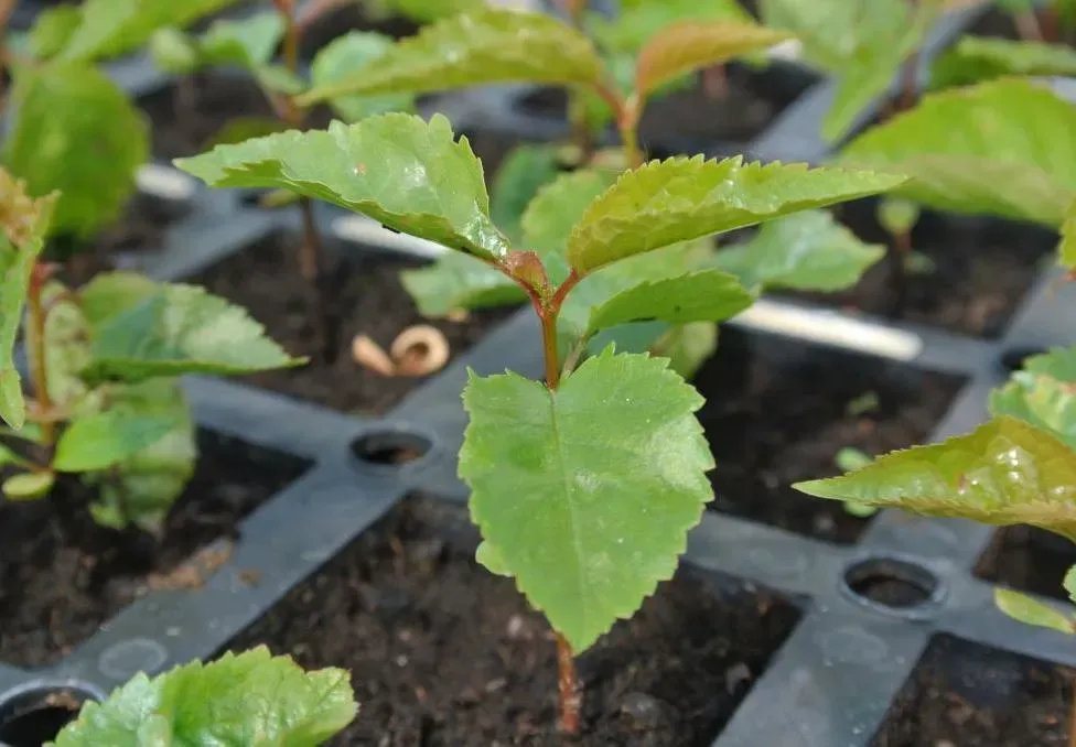 Achat de plantes près de Ussac