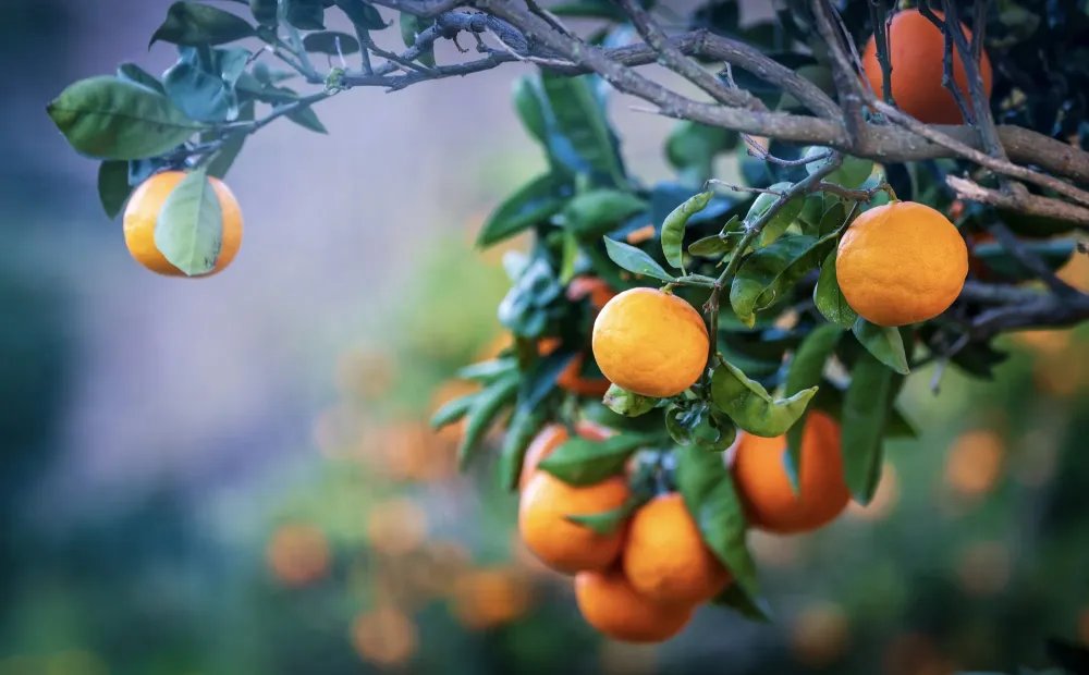 Production locale de fruitier près de Ussac