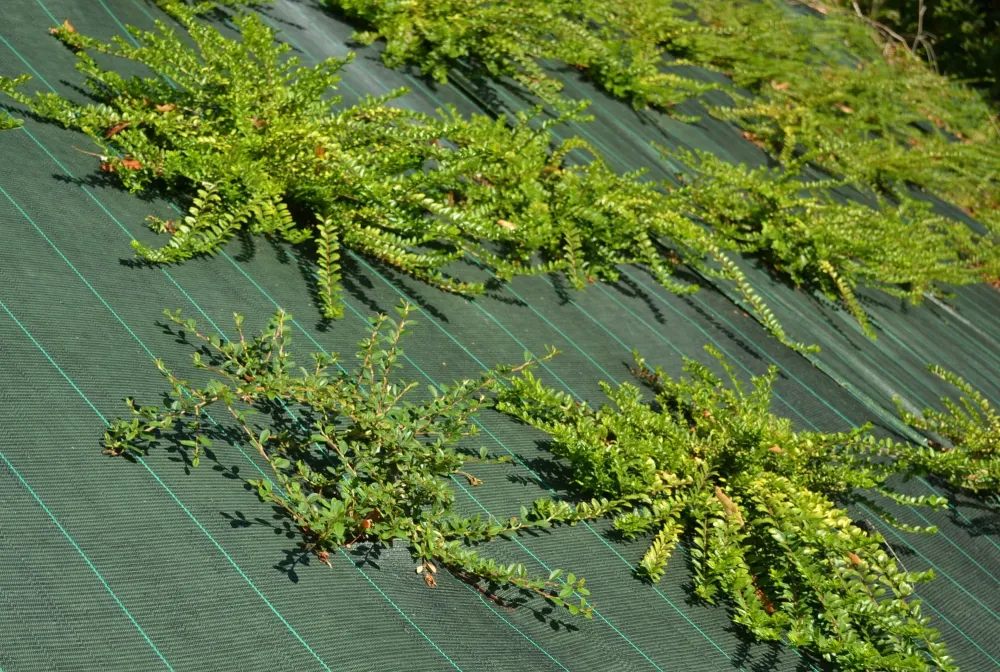 Toile de paillage près de Ussac